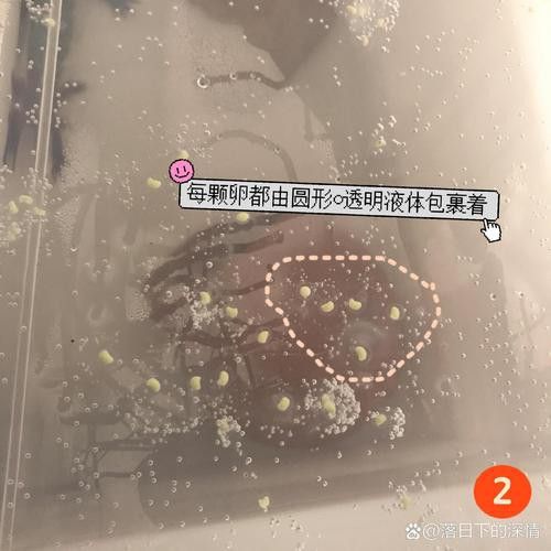 虎斑恐龍魚繁殖方式有哪些種類圖片 虎斑恐龍魚繁殖方式有哪些種類圖片 龍魚百科 第31張