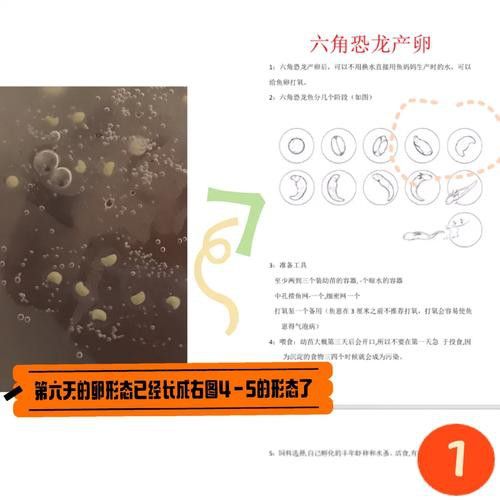 虎斑恐龍魚繁殖方式有哪些種類圖片 虎斑恐龍魚繁殖方式有哪些種類圖片 龍魚百科 第30張