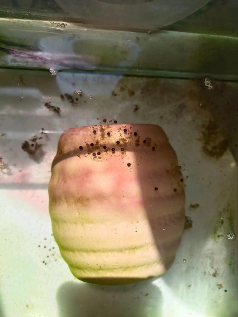 虎斑恐龍魚繁殖方式有哪些種類圖片 虎斑恐龍魚繁殖方式有哪些種類圖片 龍魚百科 第33張