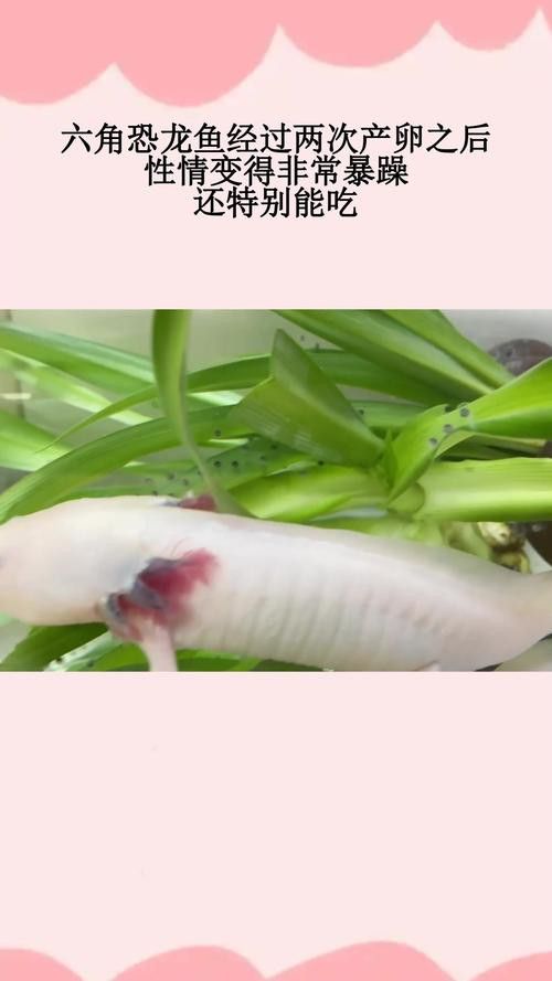 虎斑恐龍魚繁殖方式有哪些種類圖片 虎斑恐龍魚繁殖方式有哪些種類圖片 龍魚百科 第37張