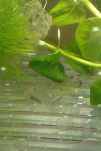 虎斑恐龍魚繁殖方式有哪些種類圖片 虎斑恐龍魚繁殖方式有哪些種類圖片 龍魚百科 第41張