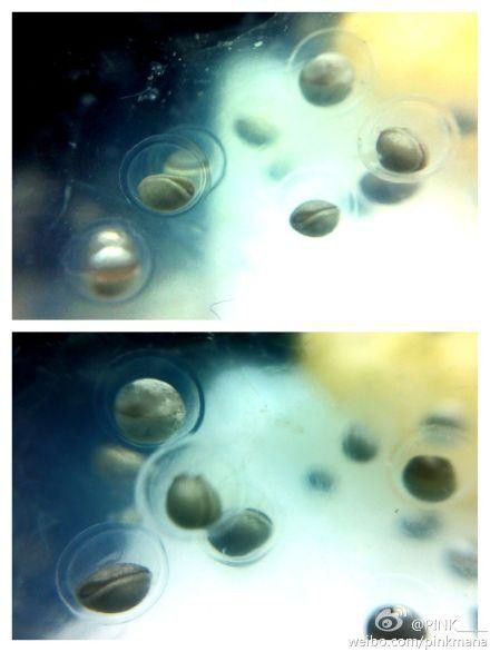 虎斑恐龍魚繁殖方式有哪些種類圖片 虎斑恐龍魚繁殖方式有哪些種類圖片 龍魚百科 第42張