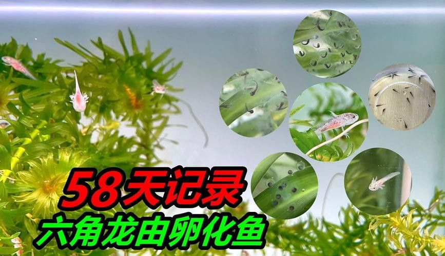 虎斑恐龍魚繁殖方式有哪些種類圖片 虎斑恐龍魚繁殖方式有哪些種類圖片 龍魚百科 第44張