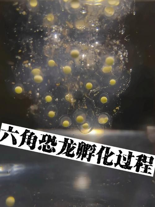 虎斑恐龍魚繁殖方式有哪些種類圖片 虎斑恐龍魚繁殖方式有哪些種類圖片 龍魚百科 第45張