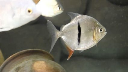 銀版魚與銀龍魚區(qū)別：銀版魚與銀龍魚在外觀、生活習(xí)性和生活習(xí)性和飼養(yǎng)要求