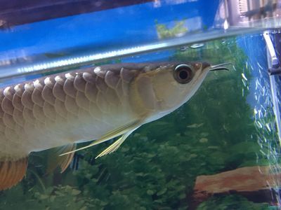 龍魚(yú)鼻子爛大洞：龍魚(yú)鼻子爛洞可能由多種因素引起，包括不限于：細(xì)菌感染
