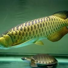 金龍魚適合家里養(yǎng)嗎：金龍魚可以在家中飼養(yǎng)30年甚至更久,金龍魚適合家里養(yǎng)嗎 金龍魚適合家里養(yǎng)嗎：金龍魚可以在家中飼養(yǎng)30年甚至更久,金龍魚適合家里養(yǎng)嗎 龍魚百科 第2張