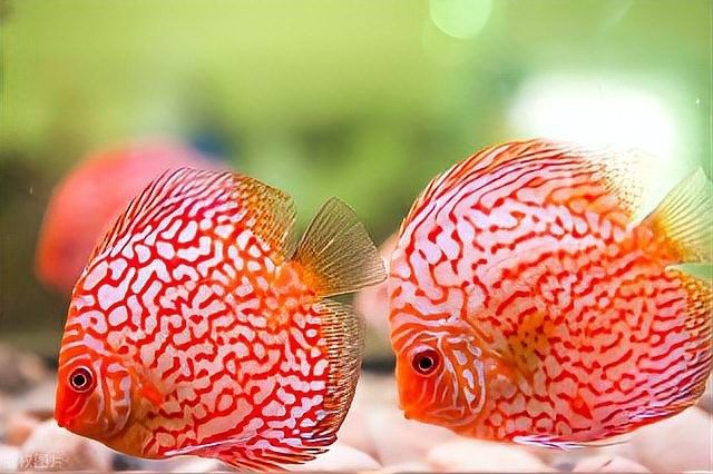 雷龍魚和地圖魚的區別