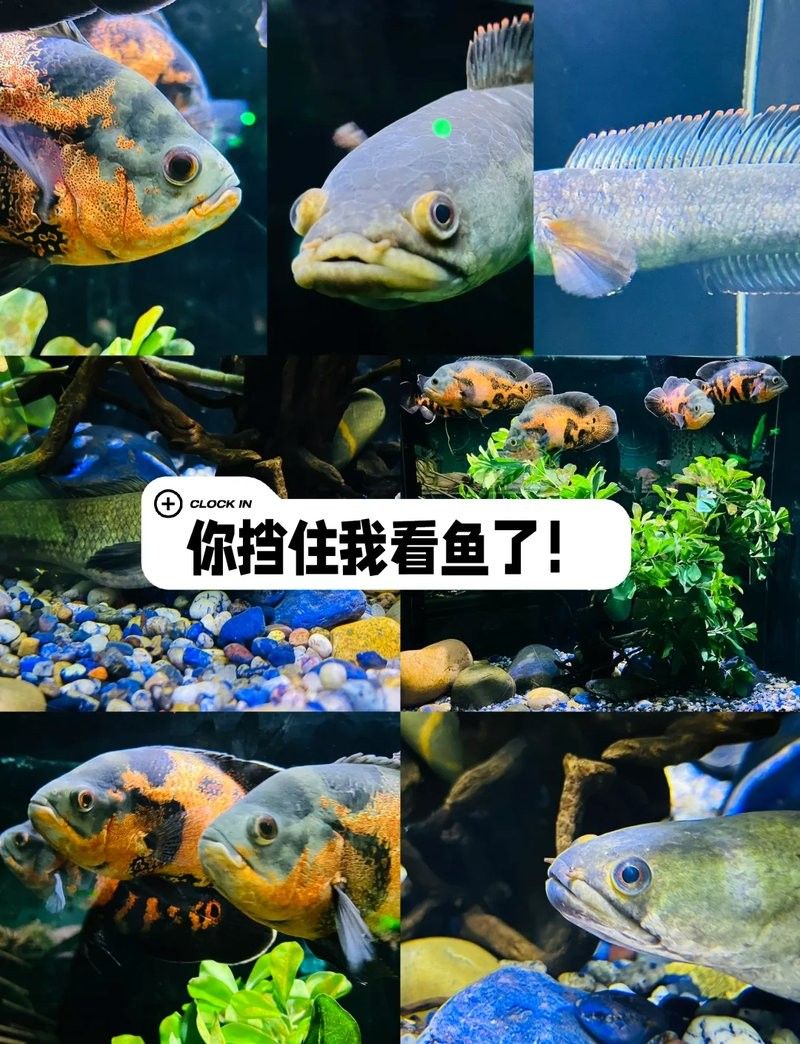 雷龍魚和地圖魚的區別