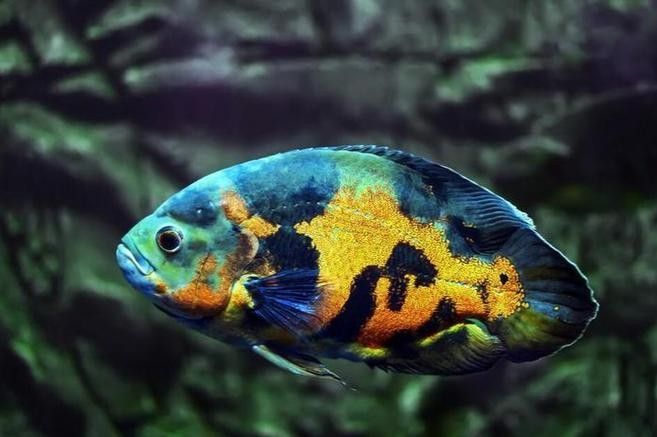 龍魚和地圖魚喂什么