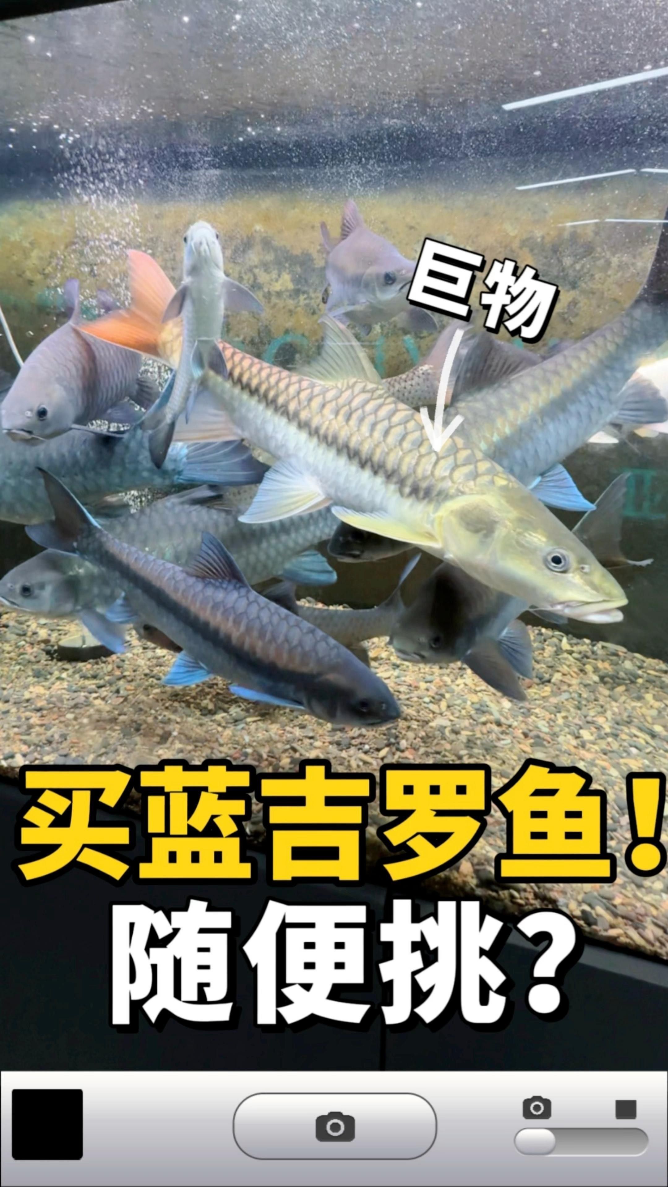 吉羅魚的市場前景如何？ 吉羅魚的市場前景如何？ 龍魚百科 第2張