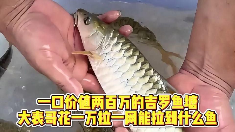 吉羅魚的市場前景如何？ 吉羅魚的市場前景如何？ 龍魚百科 第3張