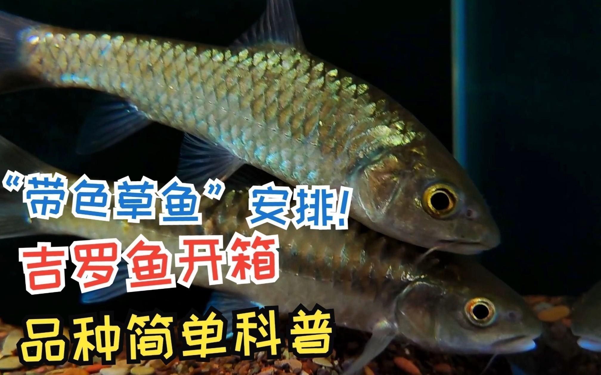 吉羅魚的市場前景如何？ 吉羅魚的市場前景如何？ 龍魚百科 第5張