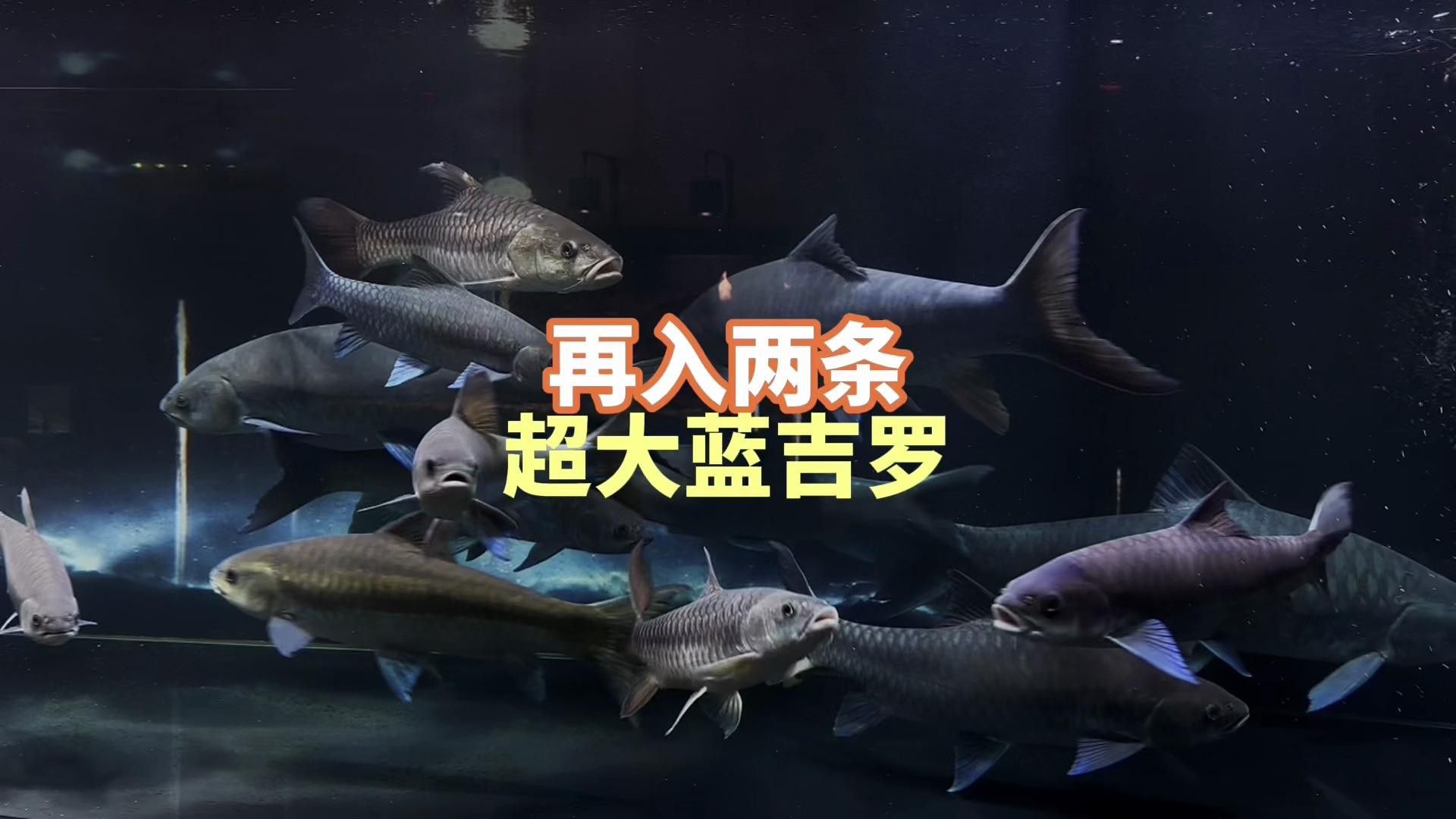 吉羅魚的市場前景如何？ 吉羅魚的市場前景如何？ 龍魚百科 第6張