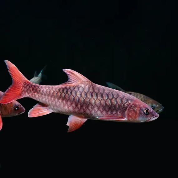 吉羅魚的市場前景如何？ 吉羅魚的市場前景如何？ 龍魚百科 第7張