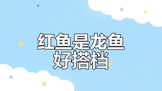 紅寶石魚和龍魚混養(yǎng)