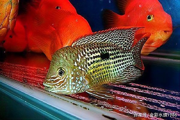 紅寶石魚和龍魚混養(yǎng)