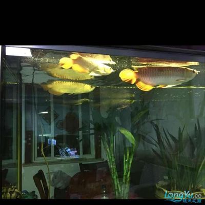 龍魚缸買什么牌子的好用（德克龍魚缸價格對比博宇水族器材技術特點）