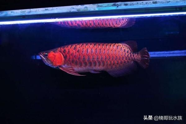 龍魚防掉眼球放幾個合適：如何預防龍魚掉眼