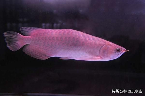 龍魚防掉眼球放幾個合適：如何預防龍魚掉眼