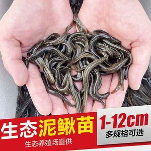 國內有龍魚養殖場嗎：國內存在龍魚養殖場
