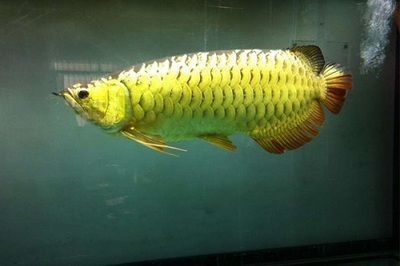 龍魚能不能食用（龍魚可以食用嗎？） 龍魚能不能食用（龍魚可以食用嗎？） 龍魚百科 第3張