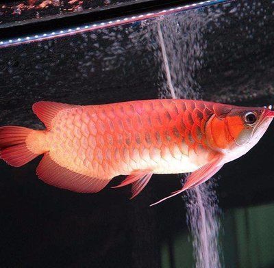 龍魚能不能食用（龍魚可以食用嗎？） 龍魚能不能食用（龍魚可以食用嗎？） 龍魚百科 第2張