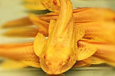 龍魚搶不到食物的原因：龍魚為什么搶不到食物？
