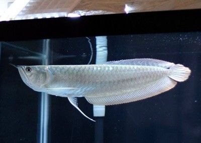 紅龍魚的營(yíng)養(yǎng)價(jià)值有哪些（紅龍魚的功效與作用與功效與作用紅龍魚的作用與作用） 紅龍魚的營(yíng)養(yǎng)價(jià)值有哪些（紅龍魚的功效與作用與功效與作用紅龍魚的作用與作用） 龍魚百科 第4張