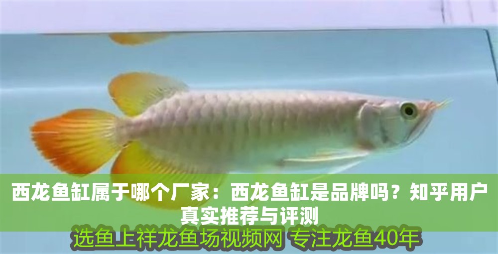 西龍魚缸屬于哪個廠家：西龍魚缸是品牌嗎？知乎用戶真實推薦與評測