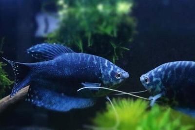 三星曼龍魚（三星曼龍魚的飼養指南）