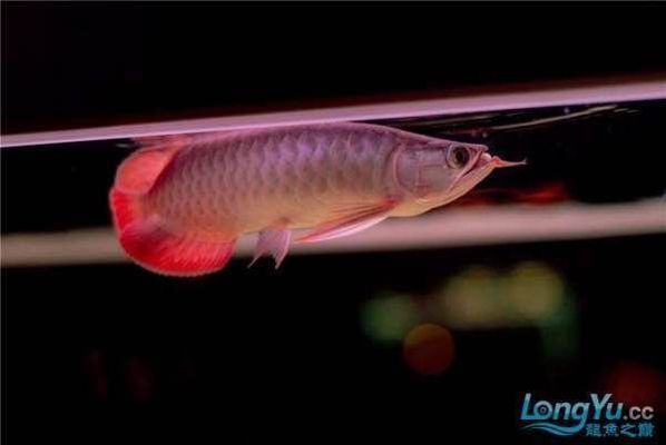 龍魚經常跳缸怎么回事：龍魚跳缸的原因及其應對措施