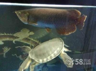 號半是什么龍魚