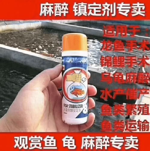 龍魚怎么麻醉最好的方法圖解
