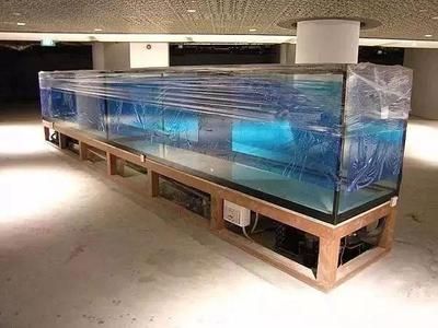 養龍魚的要求和條件是什么：養龍魚需要注意以下幾個方面
