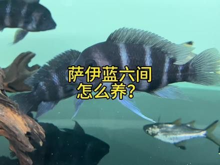 薩伊綠恐龍魚價(jià)格