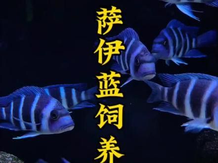 薩伊綠恐龍魚價(jià)格