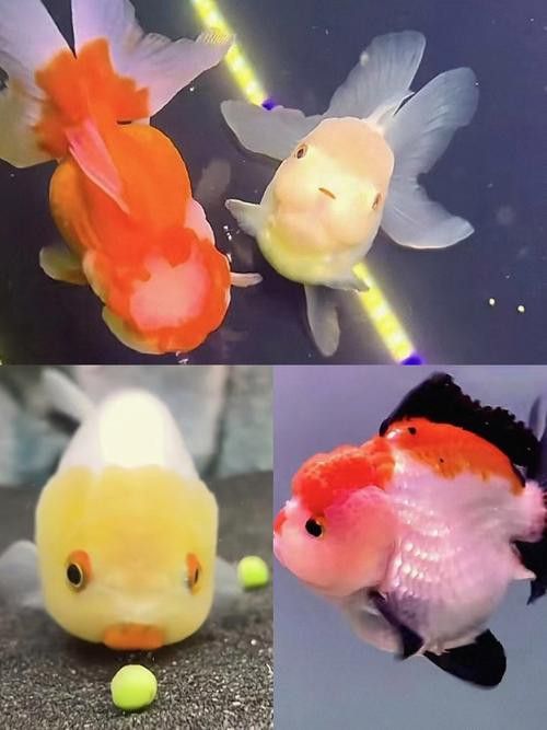薩伊綠恐龍魚價(jià)格