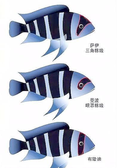 薩伊綠恐龍魚價(jià)格