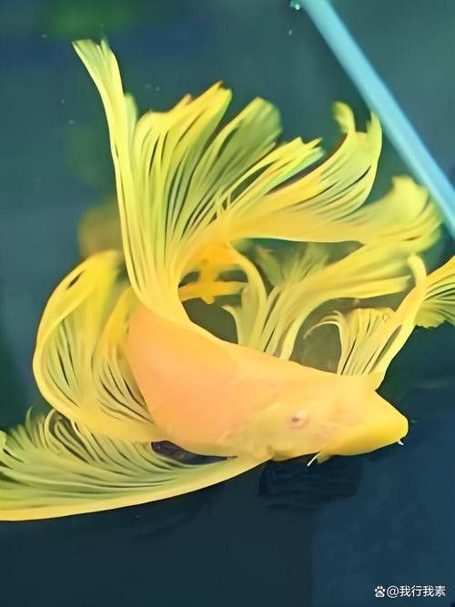 薩伊綠恐龍魚價(jià)格