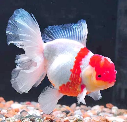 薩伊綠恐龍魚價(jià)格