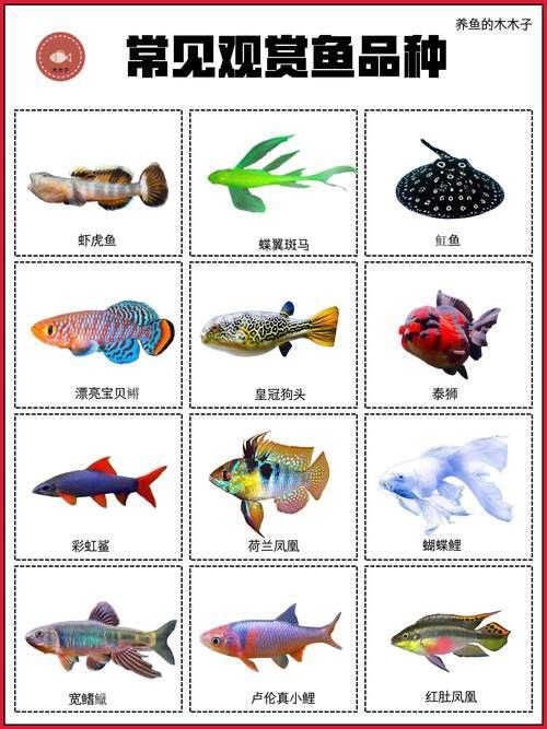 薩伊綠恐龍魚價(jià)格