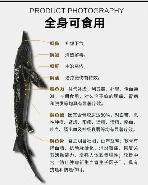 中華鱘和鱘龍魚有什么區(qū)別？
