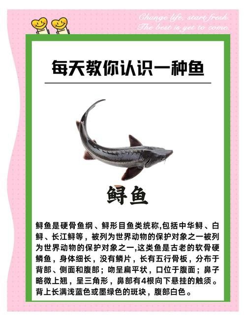 中華鱘和鱘龍魚有什么區(qū)別？