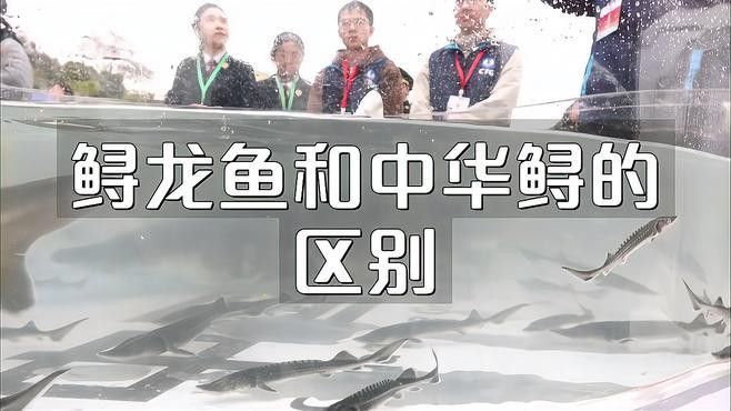 中華鱘和鱘龍魚有什么區(qū)別？