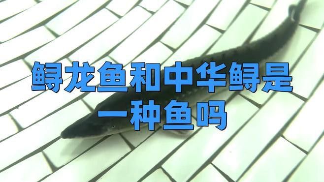 中華鱘和鱘龍魚有什么區(qū)別？