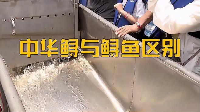 中華鱘和鱘龍魚有什么區(qū)別？