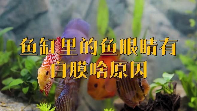 銀龍魚眼睛有白色絮狀物是什么情況 銀龍魚眼睛有白色絮狀物是什么情況 龍魚百科