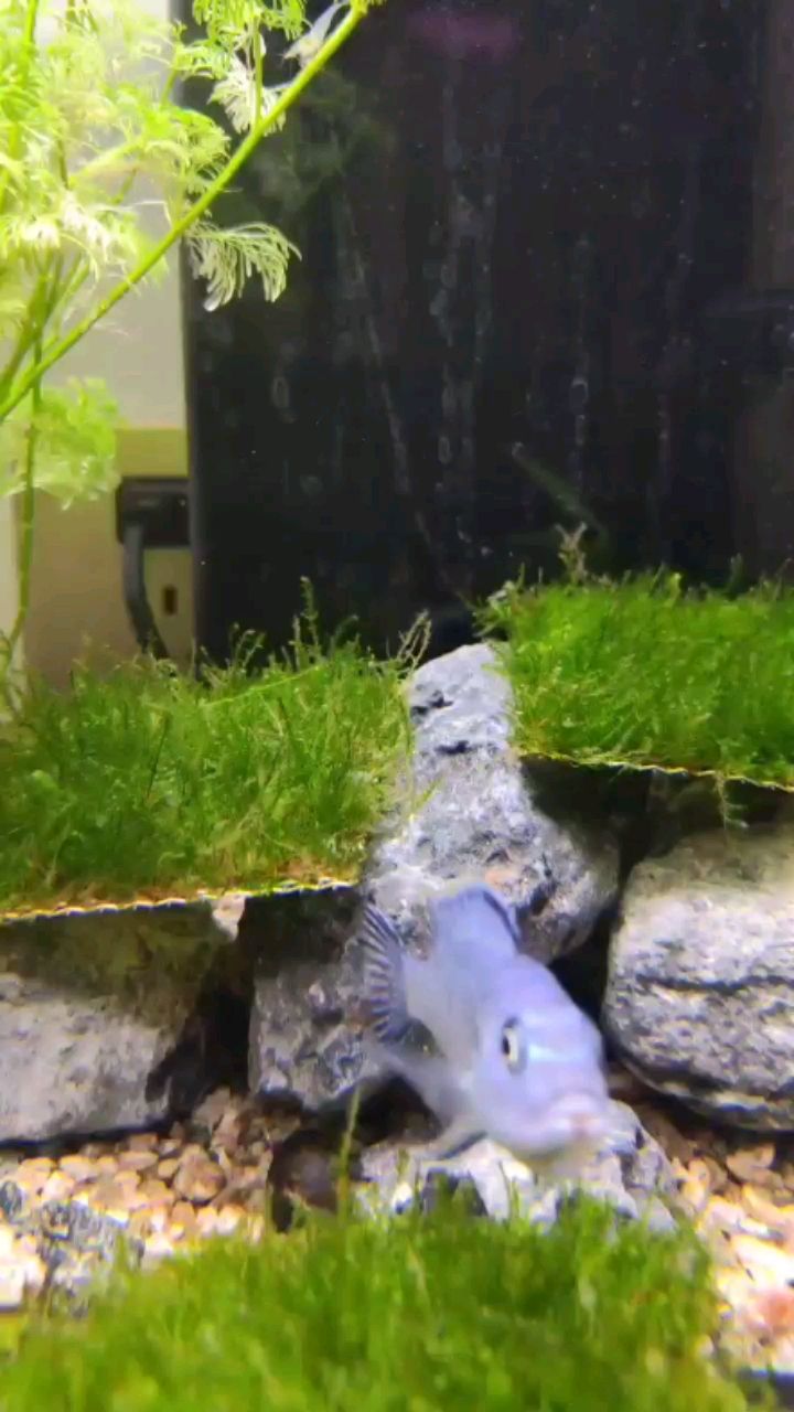 三湖孵化吐魚 三湖孵化吐魚 龍魚百科