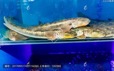小龍魚是什么魚：小龍魚是一種古老的淡水魚，它們屬于骨舌魚科，